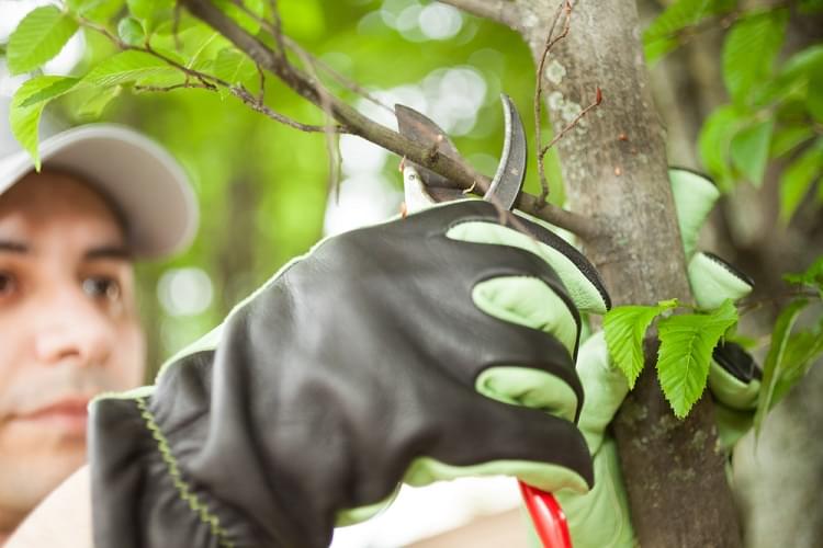 Tree Care